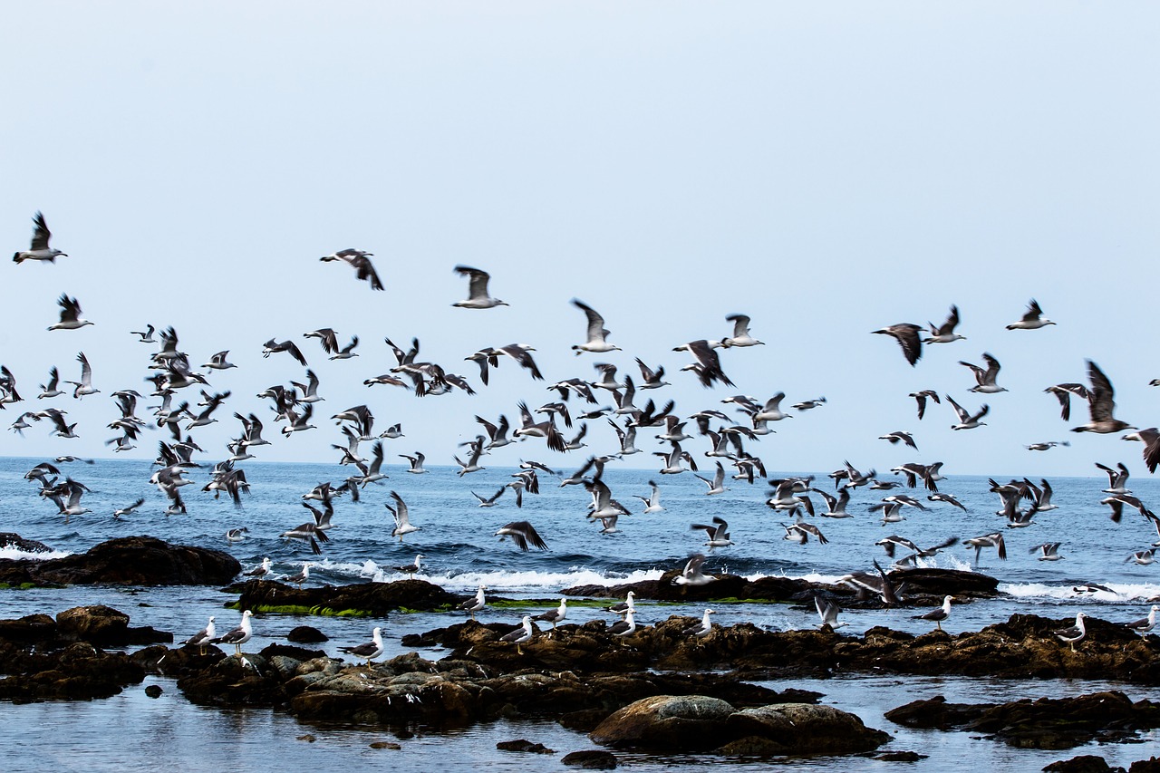 birds nature beach free photo