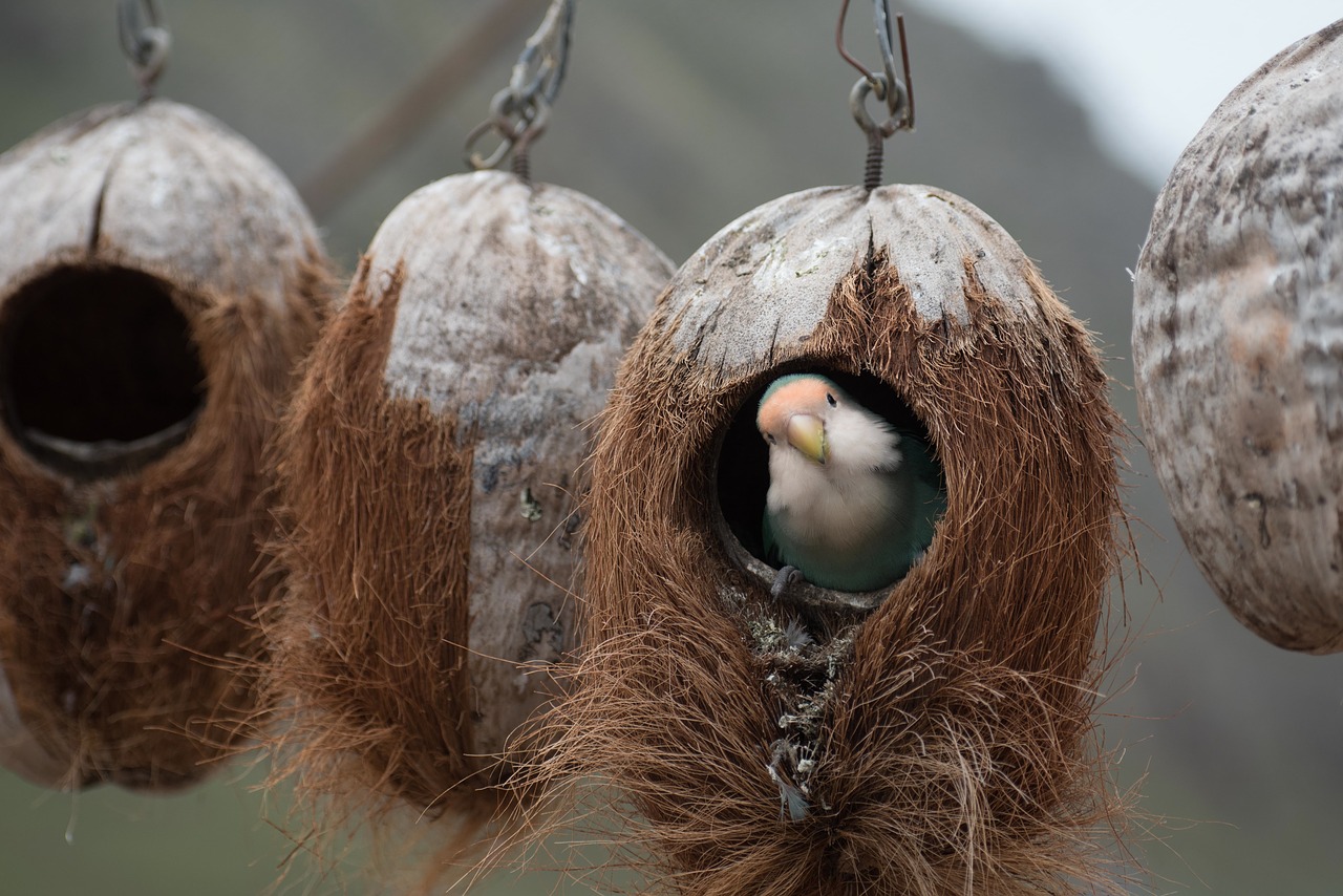 birds fly animals free photo