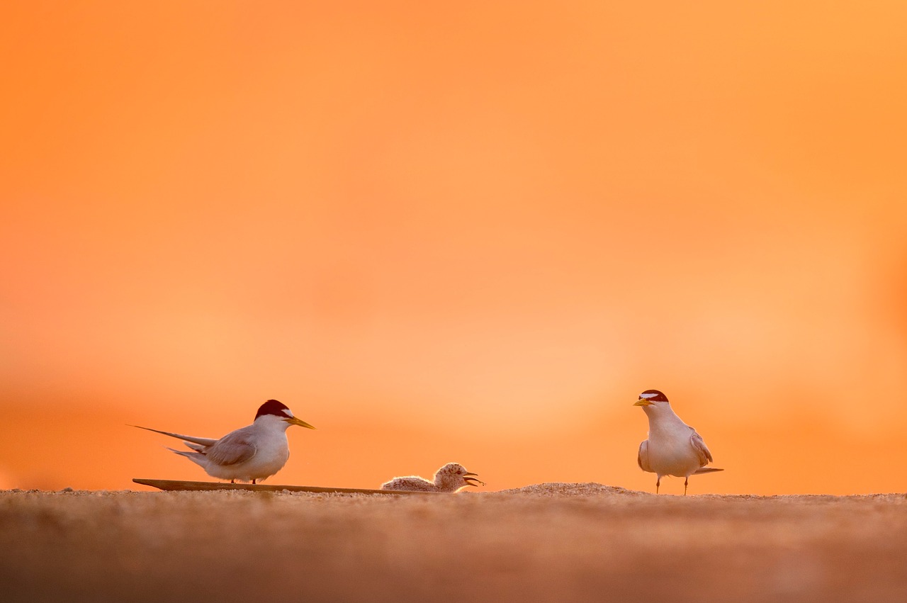 birds animal orange free photo