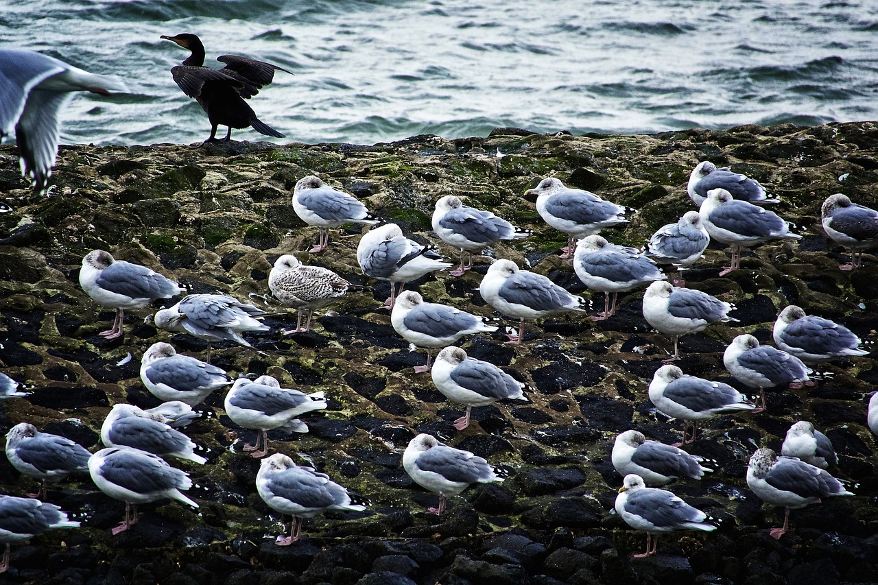 birds animal sea free photo