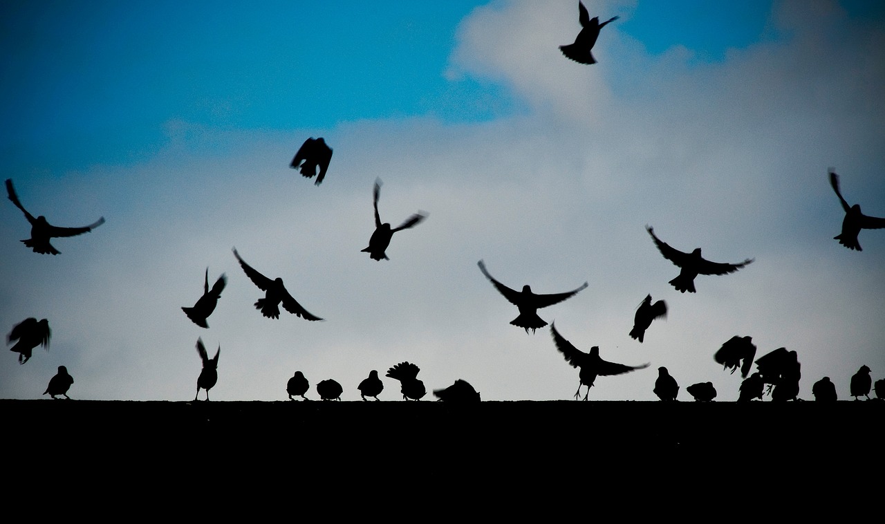 birds fly animals free photo