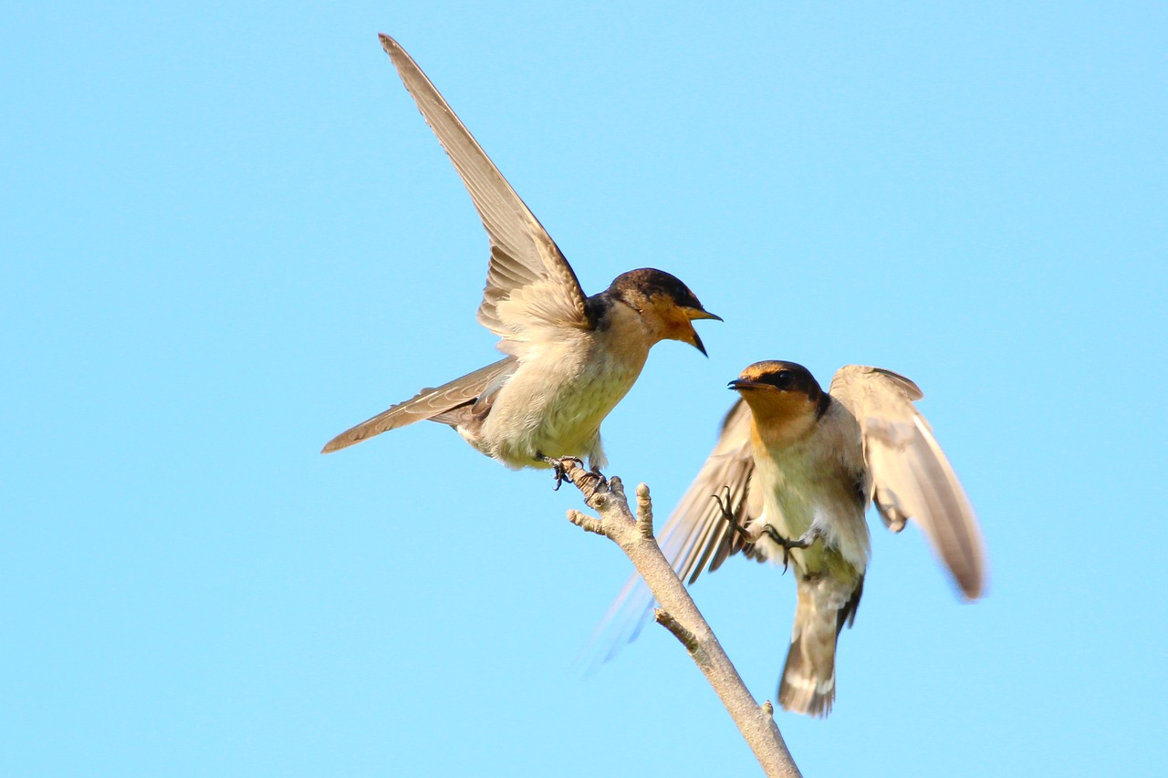 birds animal fly free photo