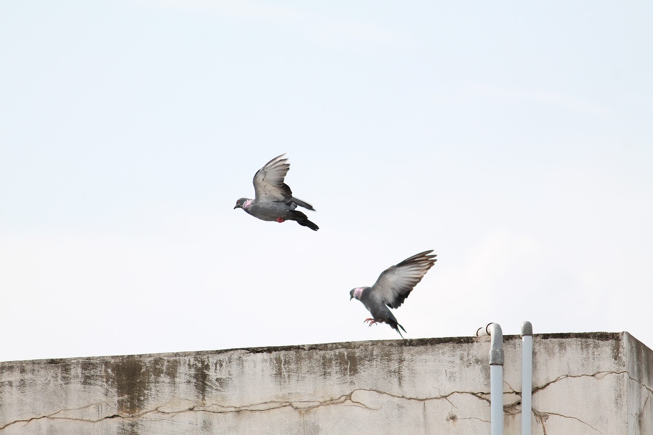 birds pigeon pigeon flying free photo