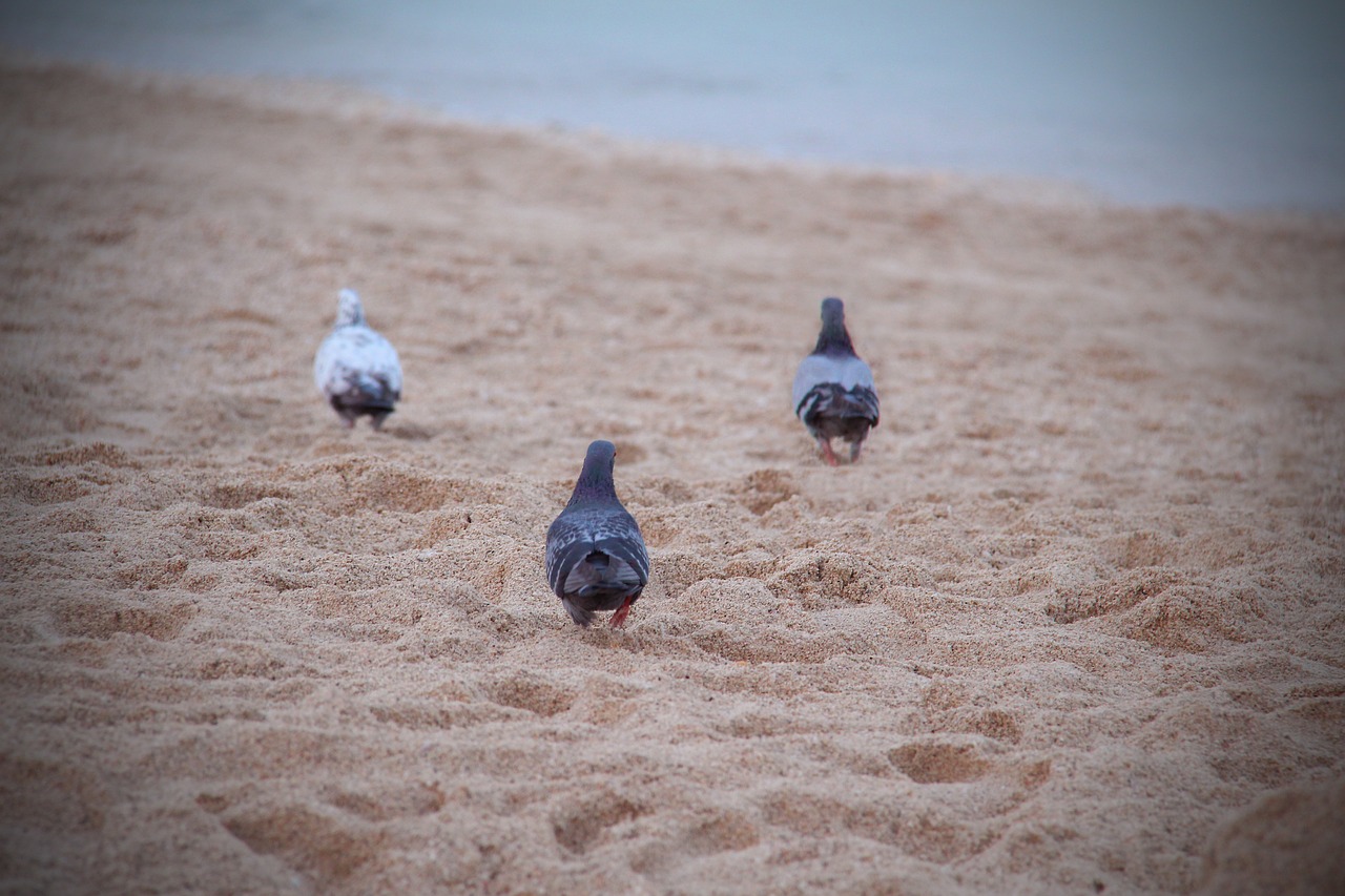 birds doves nature free photo