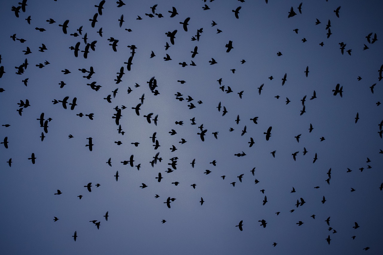 birds flock flying free photo