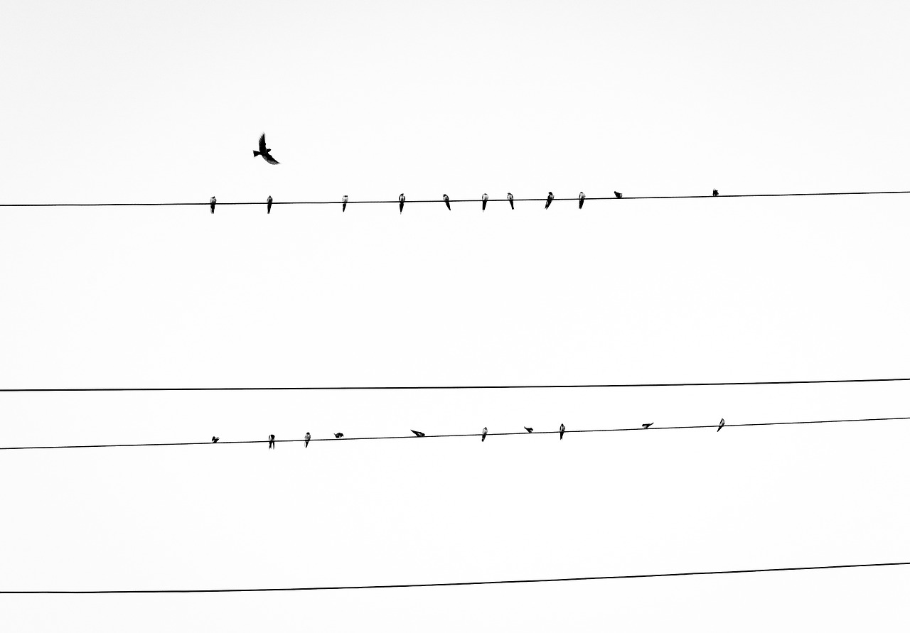 birds power lines animals free photo