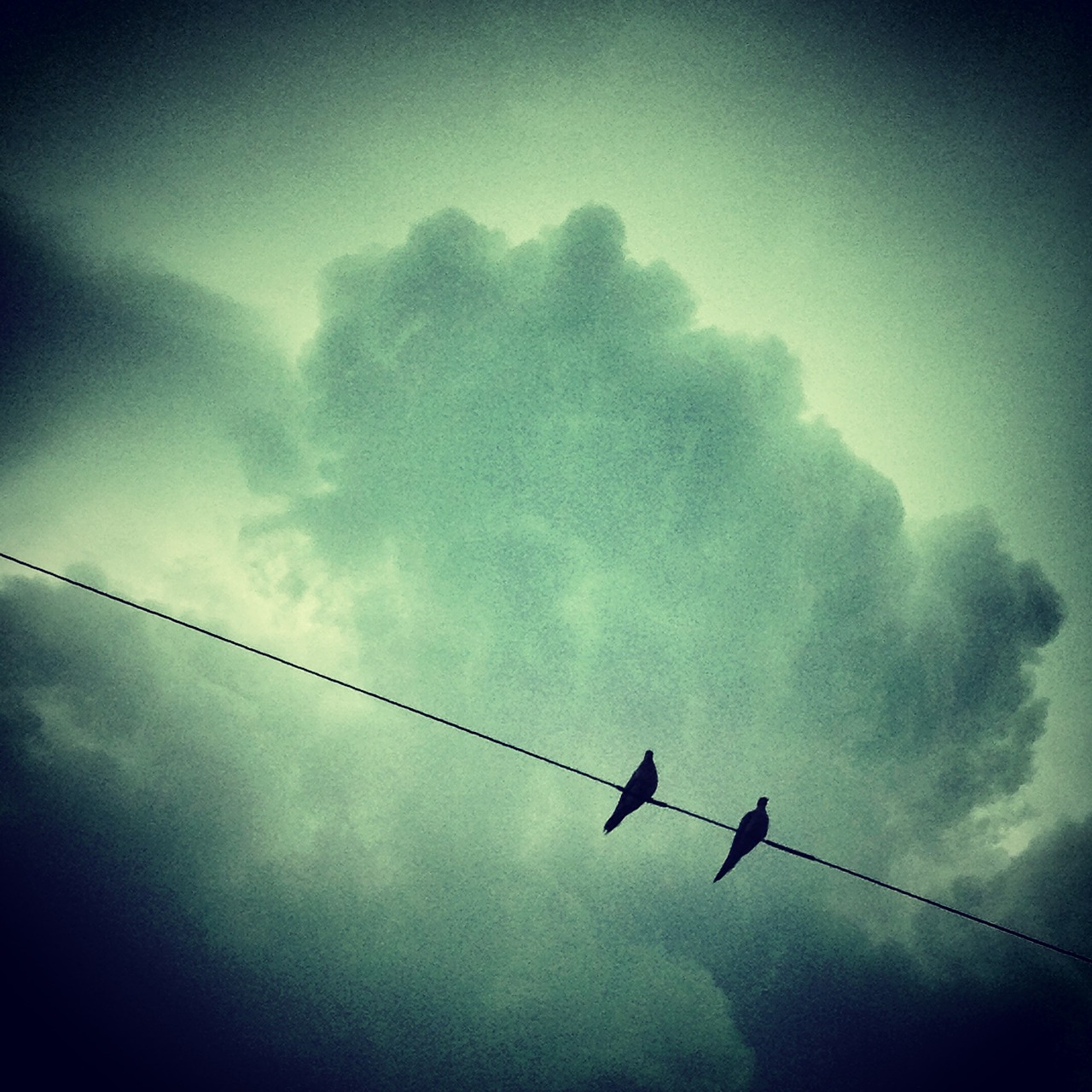 Download free photo of Birds,animals,sky,clouds,green - from needpix.com