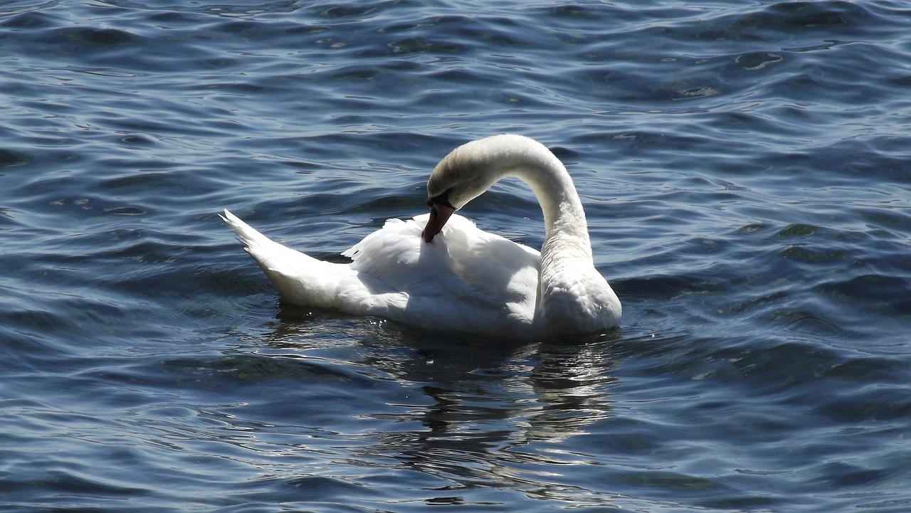 birds white swan lake free photo