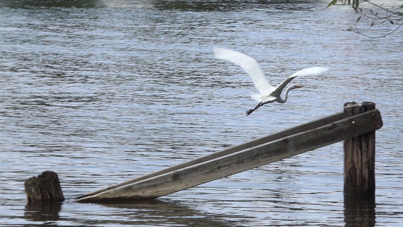 birds great white egret in flight free photo