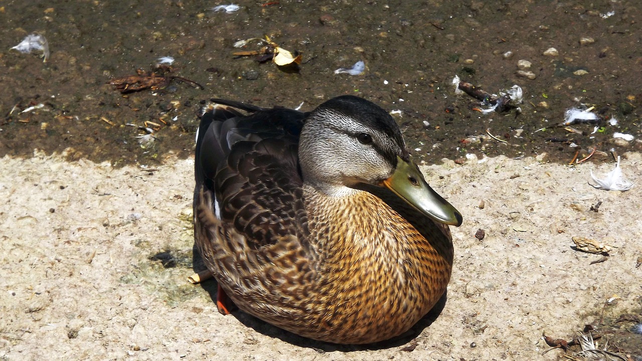 birds wild water bird free photo