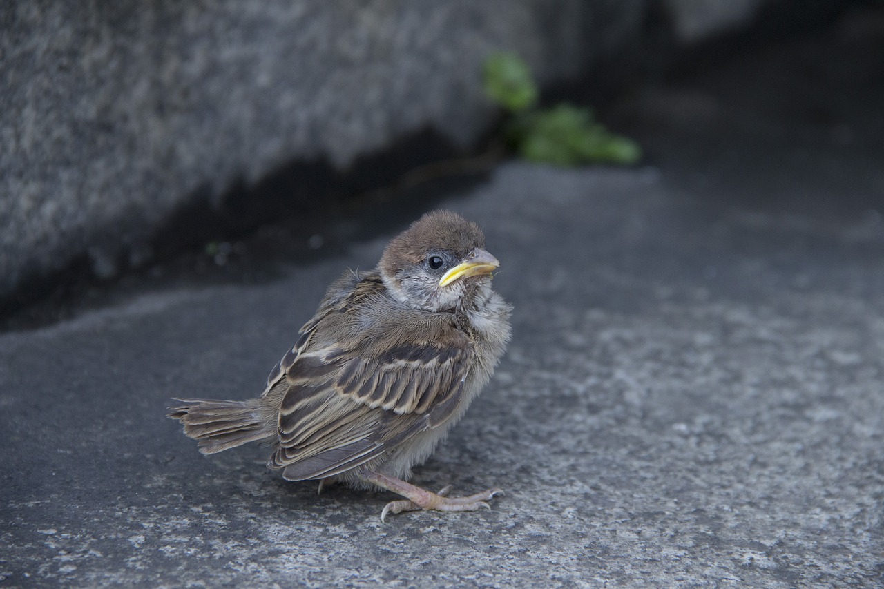 birds natural eye free photo