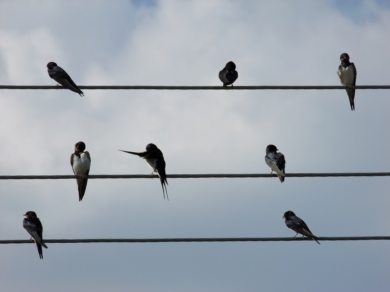 birds sheet music wire free photo