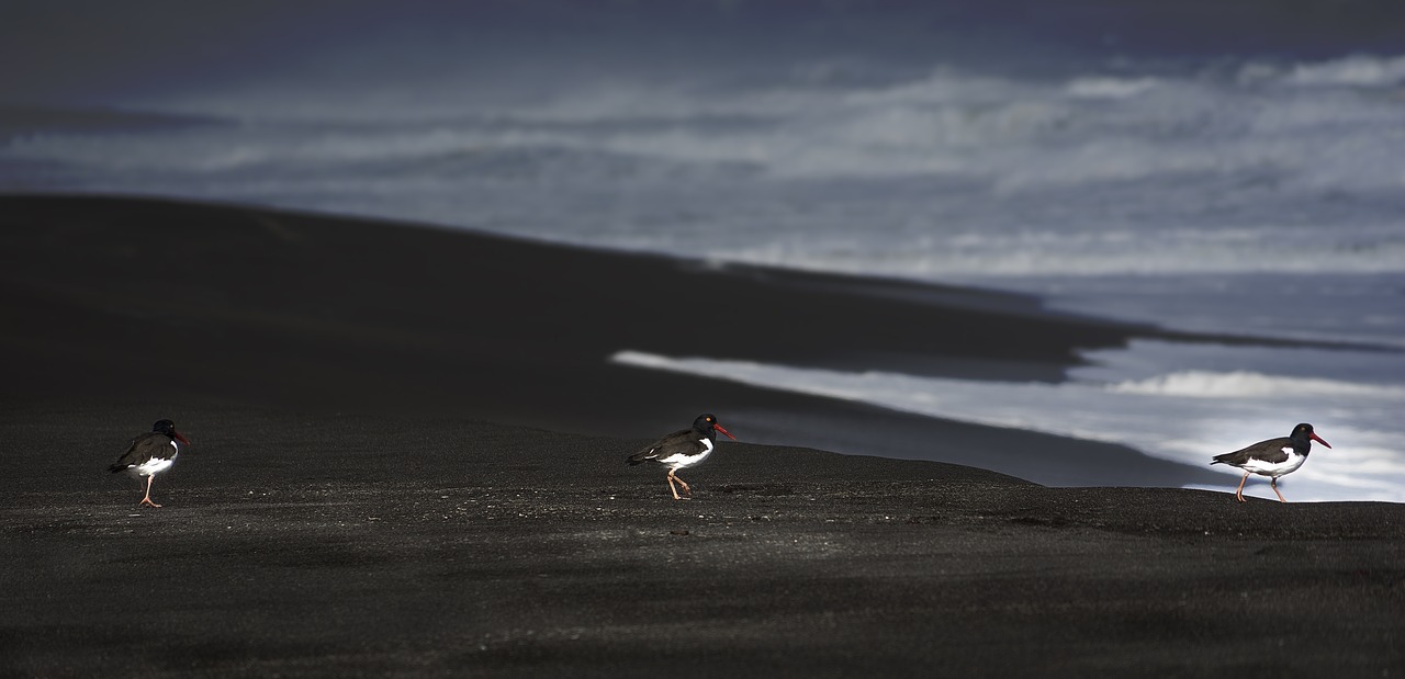 birds sea chile free photo