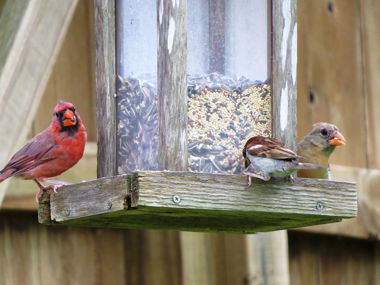 birds bird feeder colorful free photo