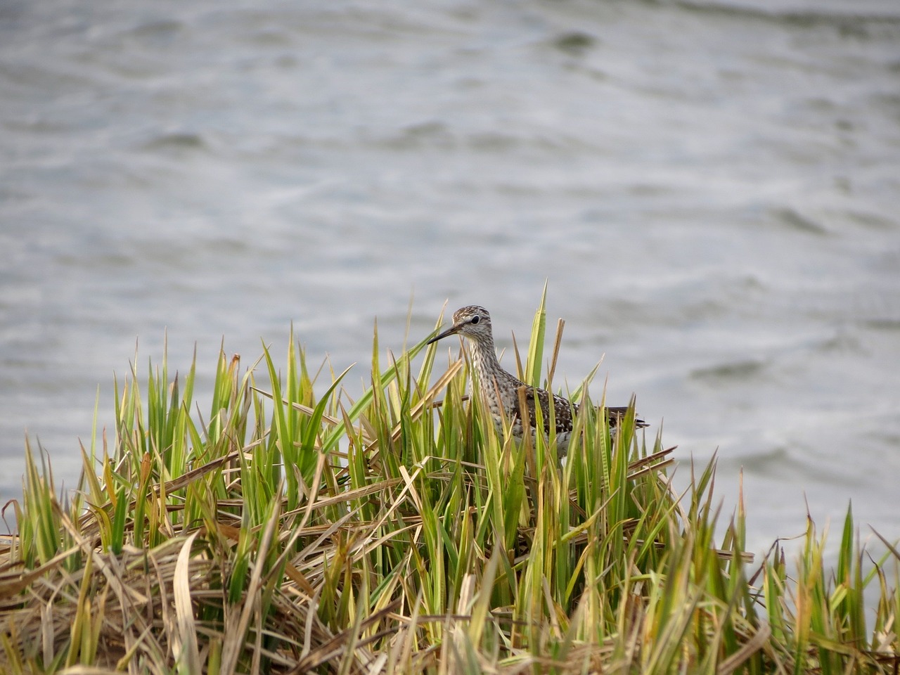 birds kulik beach free photo