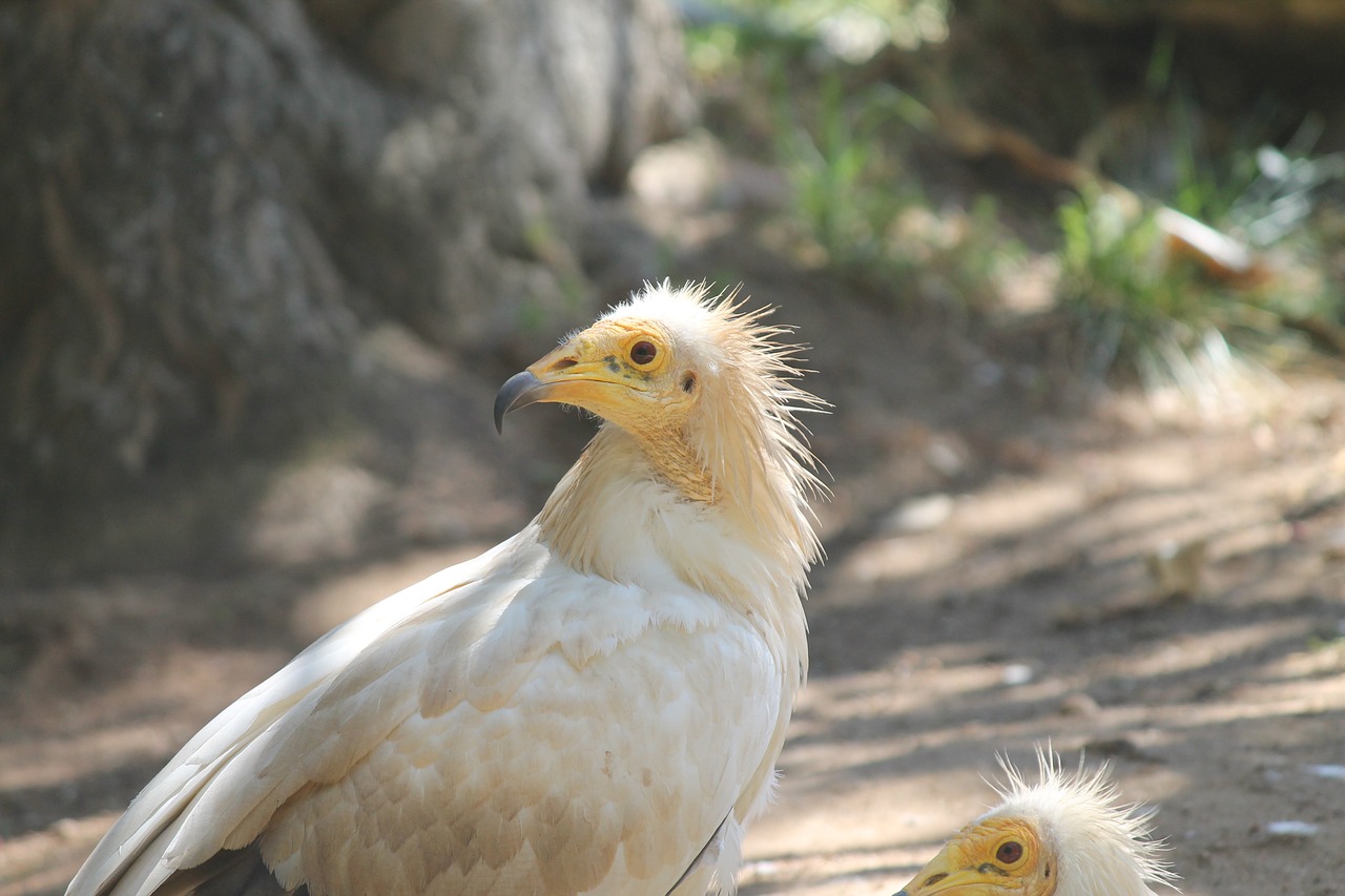 birds vulture wildlife free photo