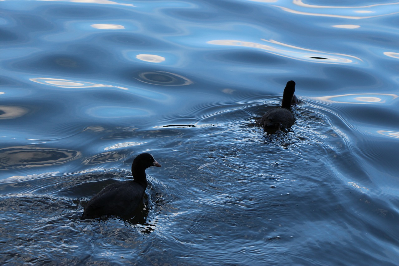 birds coot duck bird free photo