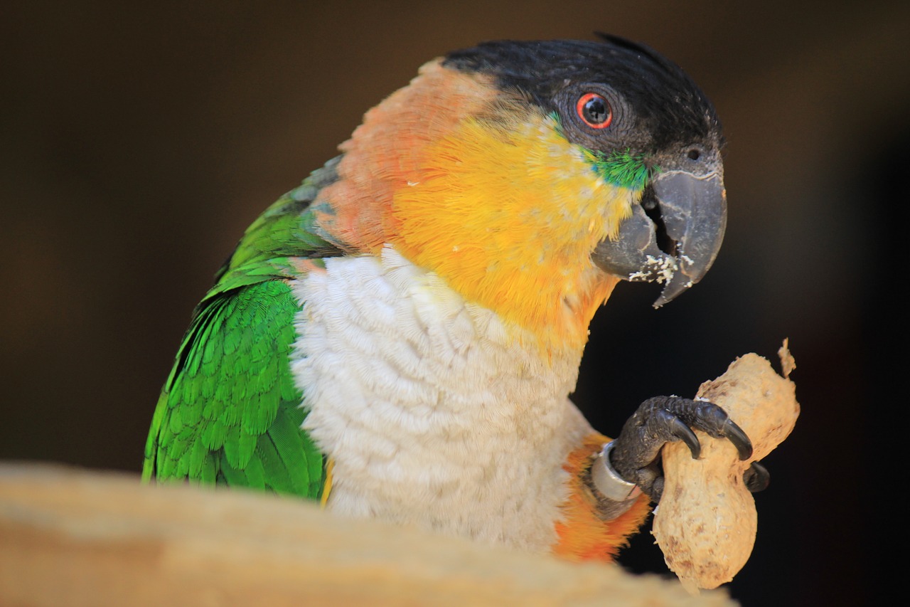 birds bird parrot free photo