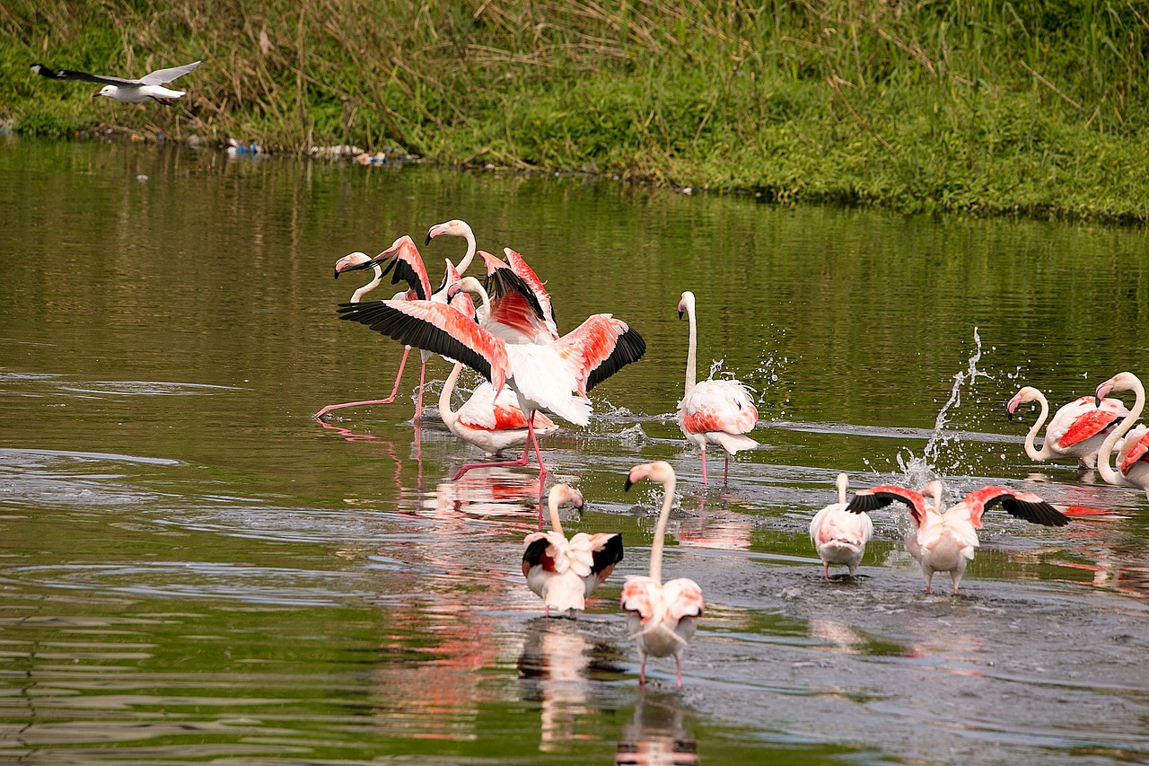 birds flamingo wildlife free photo