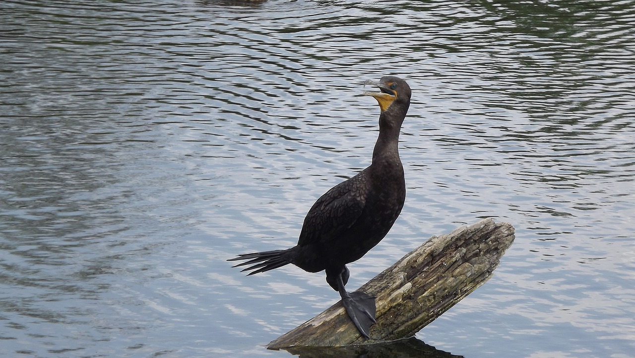 birds wild water bird free photo