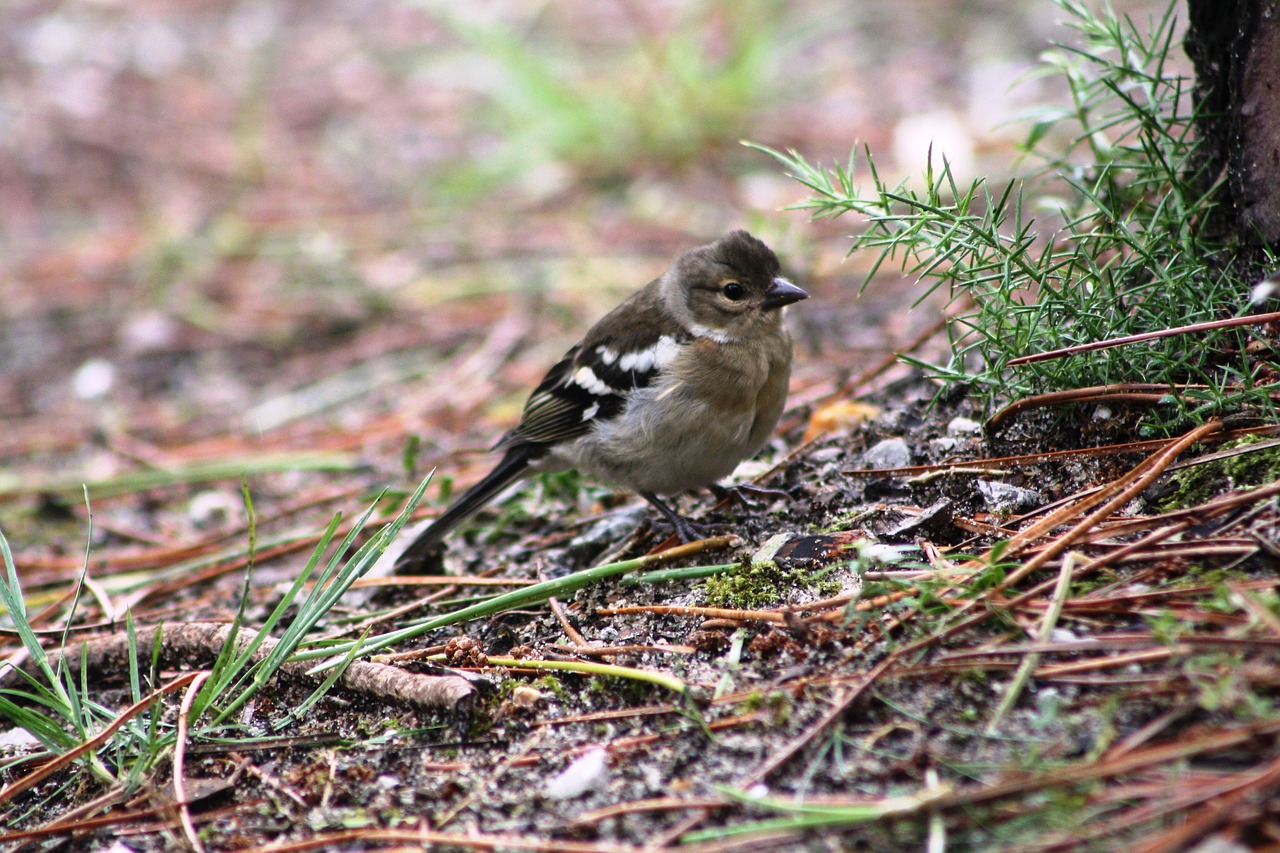 birds nature animal free photo