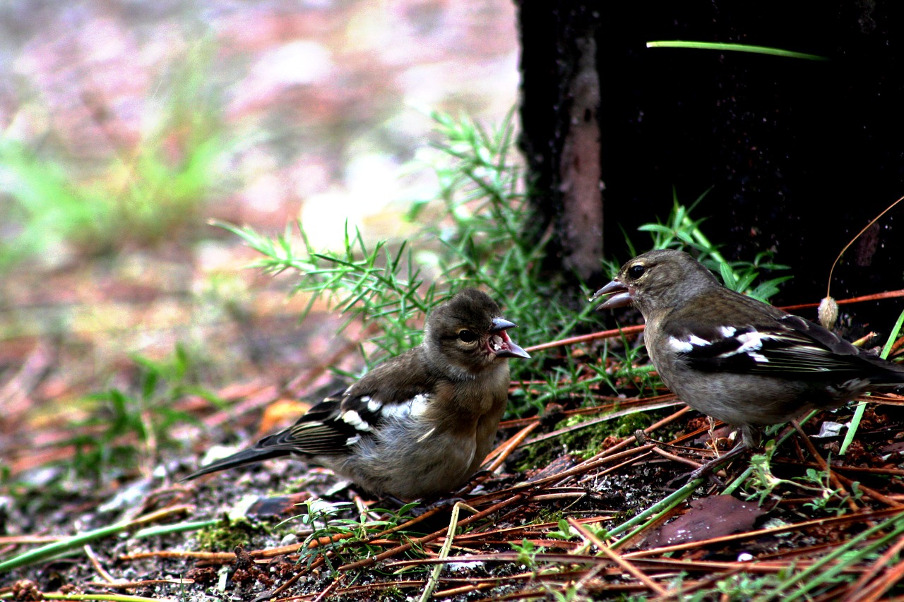 birds beaked animals free photo