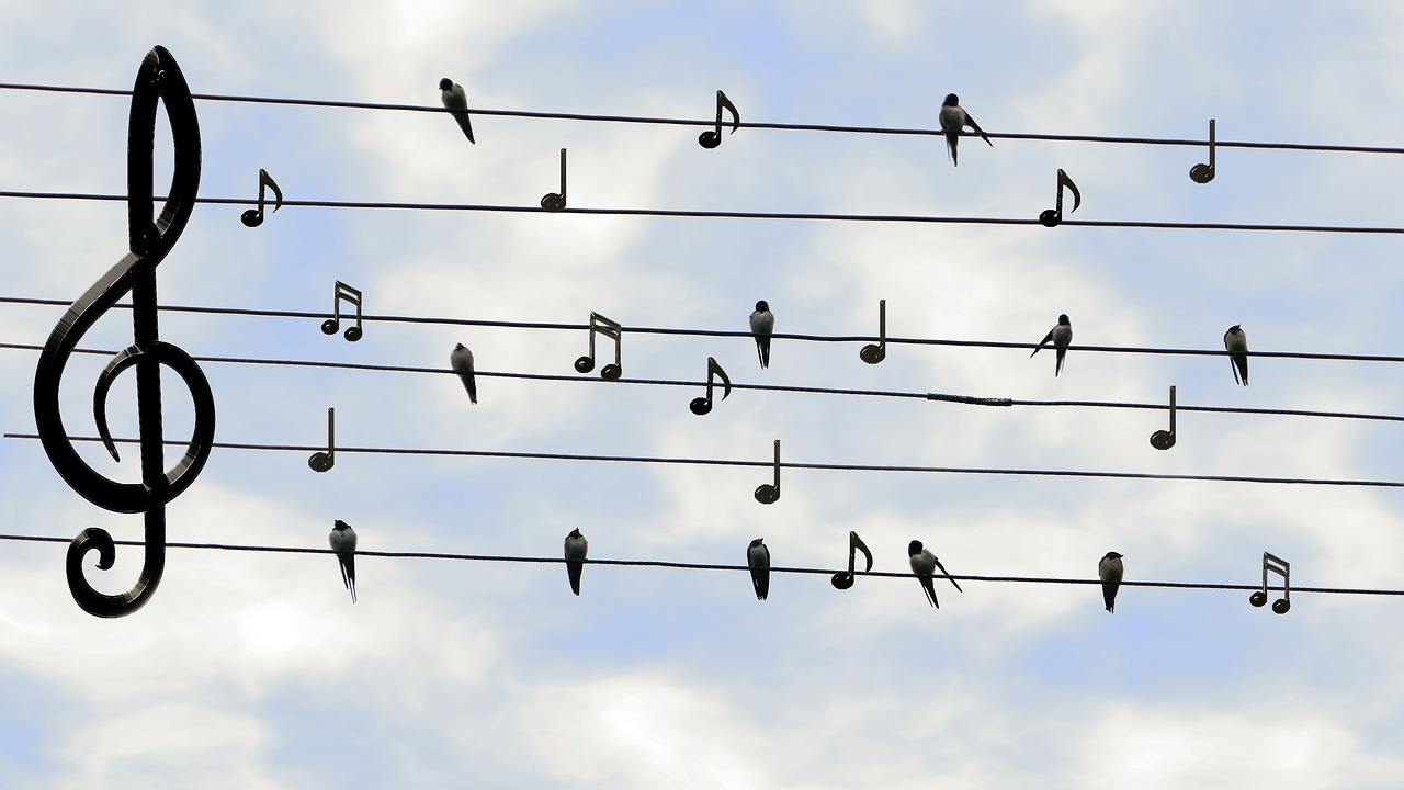 birds swifts singing free photo