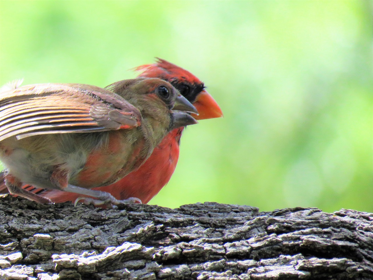 birds adult and immature red bird free photo