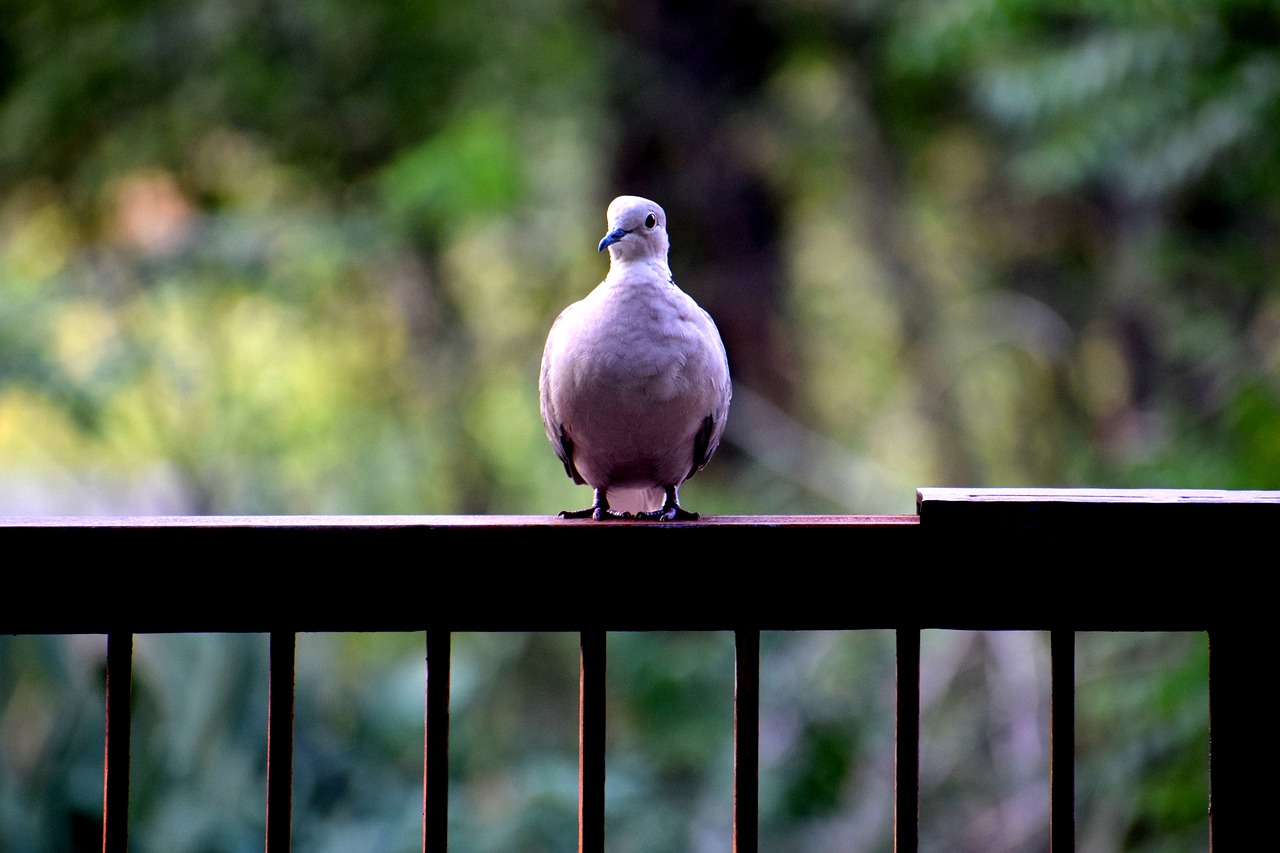 birds dove nature free photo