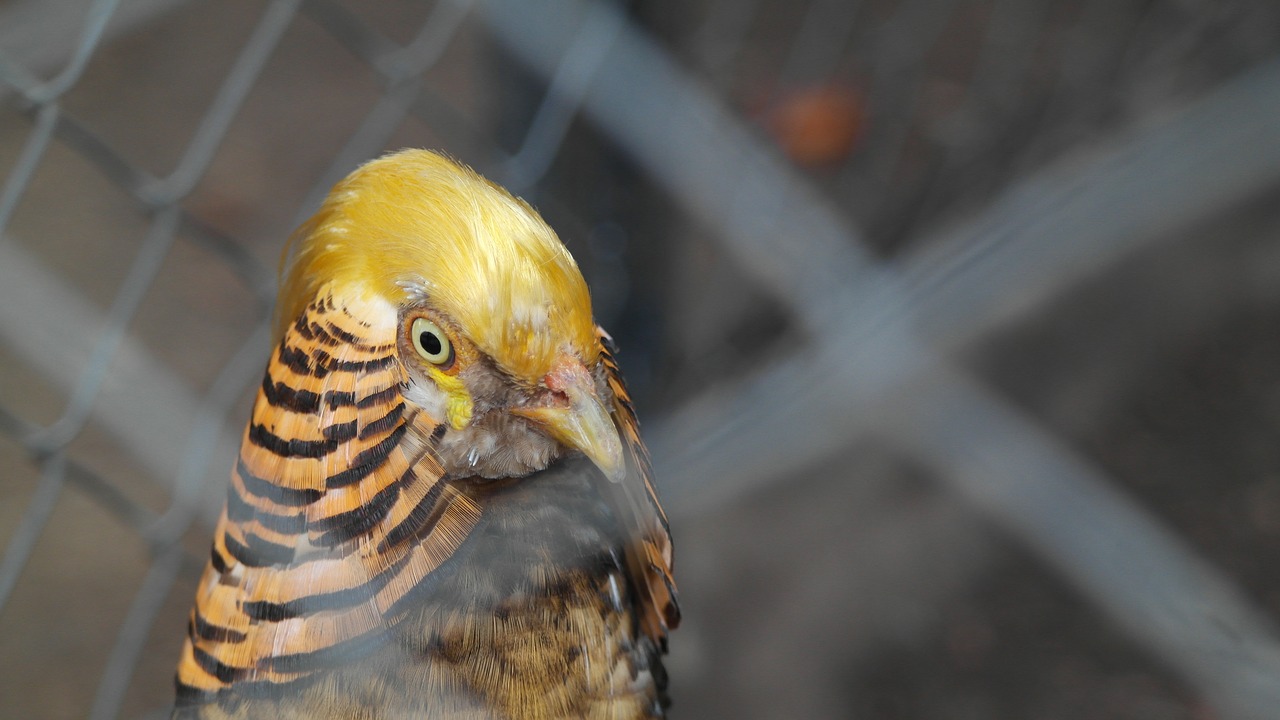 birds bars exotic free photo