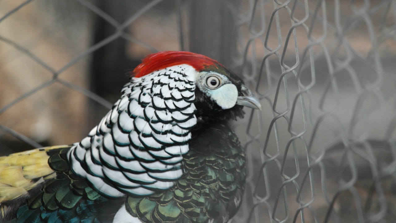 birds colombia nature free photo