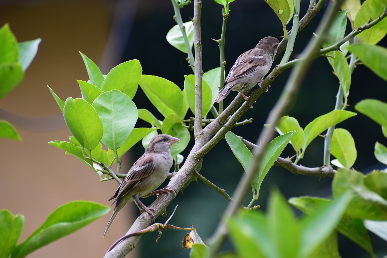 birds sparrow nature free photo