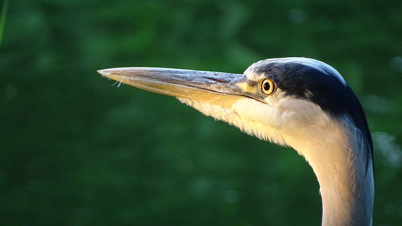 birds grey heron heron free photo