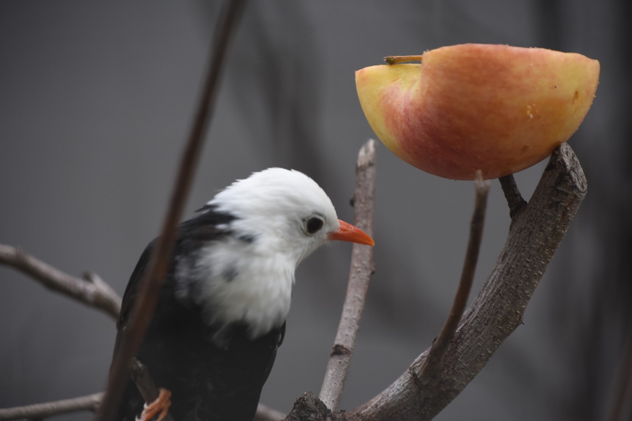 birds parrot apple free photo