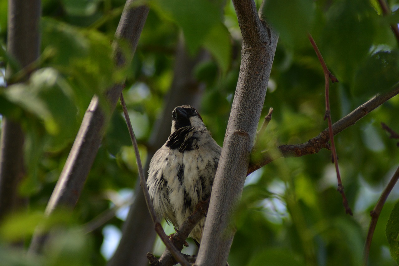 birds green colors free photo