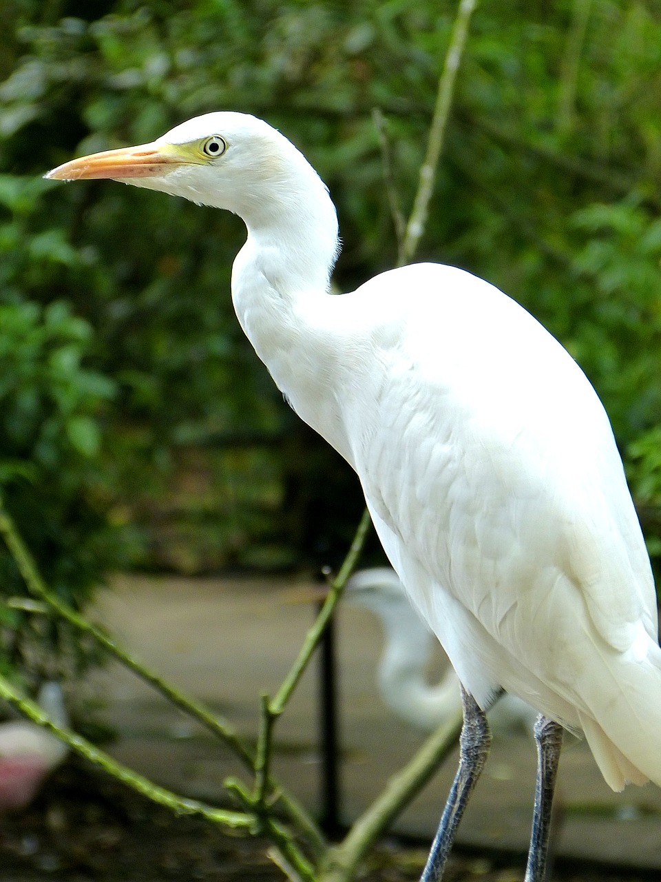 birds heron animals free photo