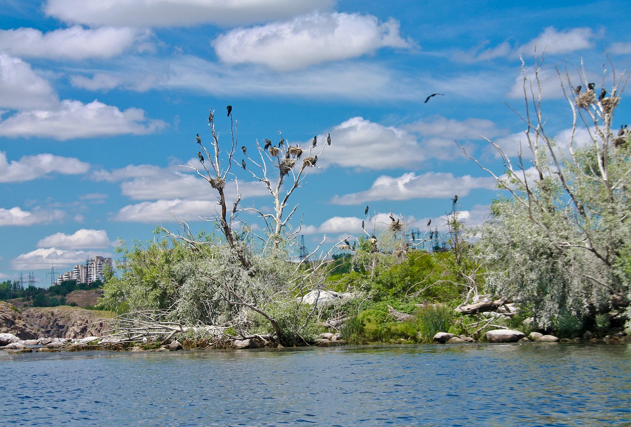 birds sky clouds free photo