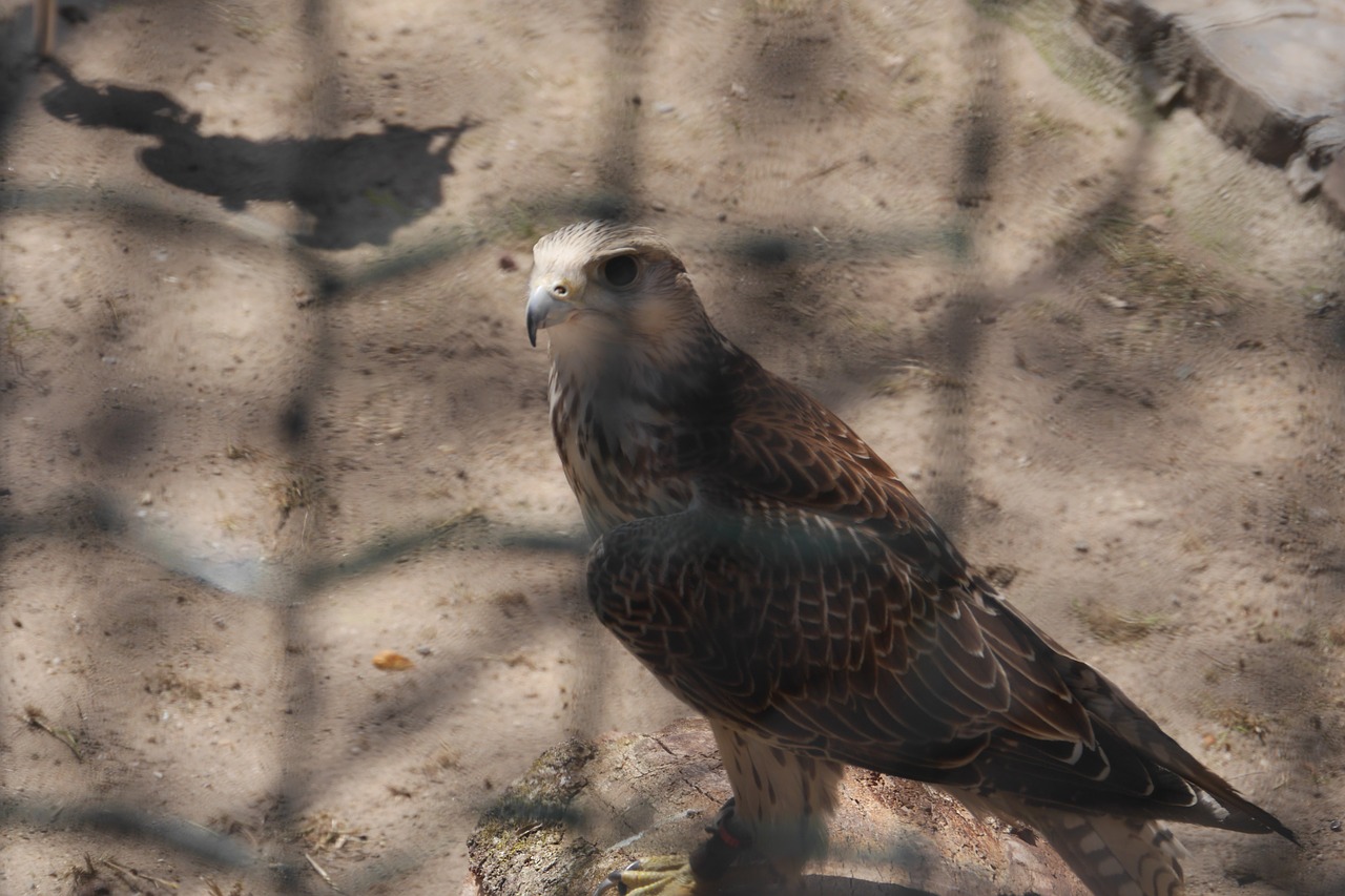 birds falcon raptor free photo