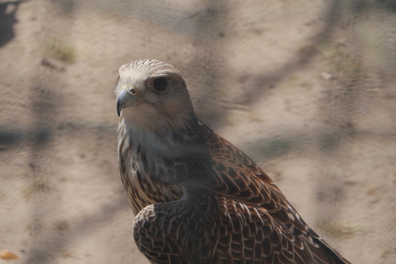 birds falcon raptor free photo
