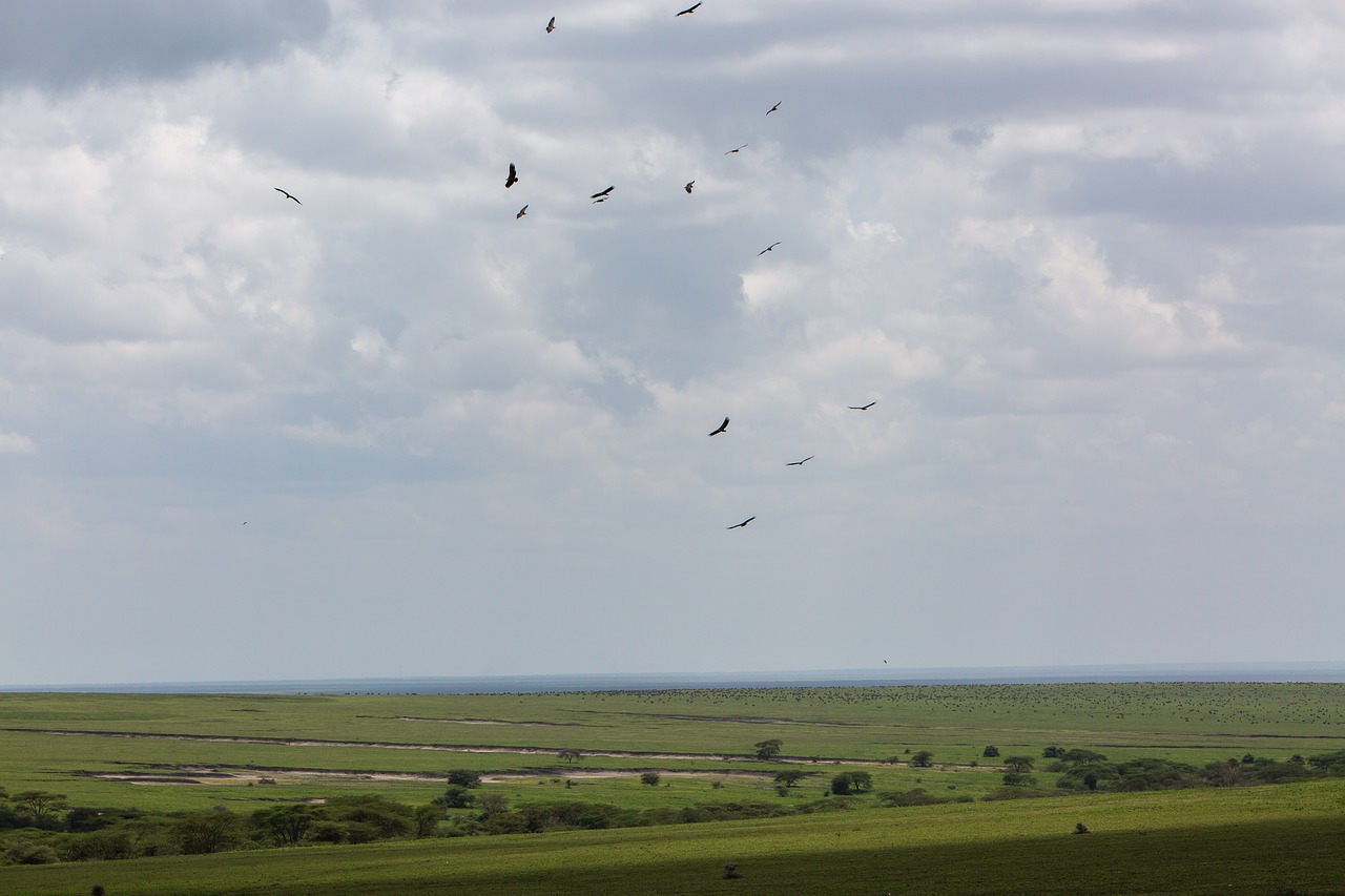 birds ngorongoro conservation area tanzania free photo