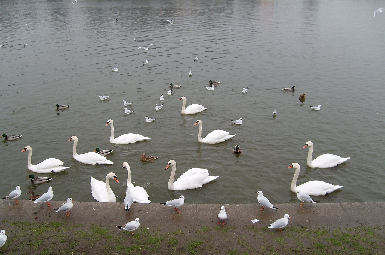 birds swans water free photo