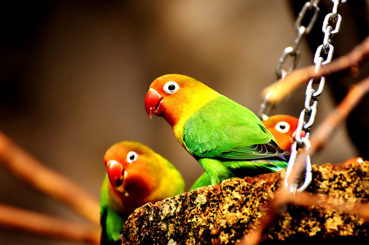 birds parrots colorful free photo