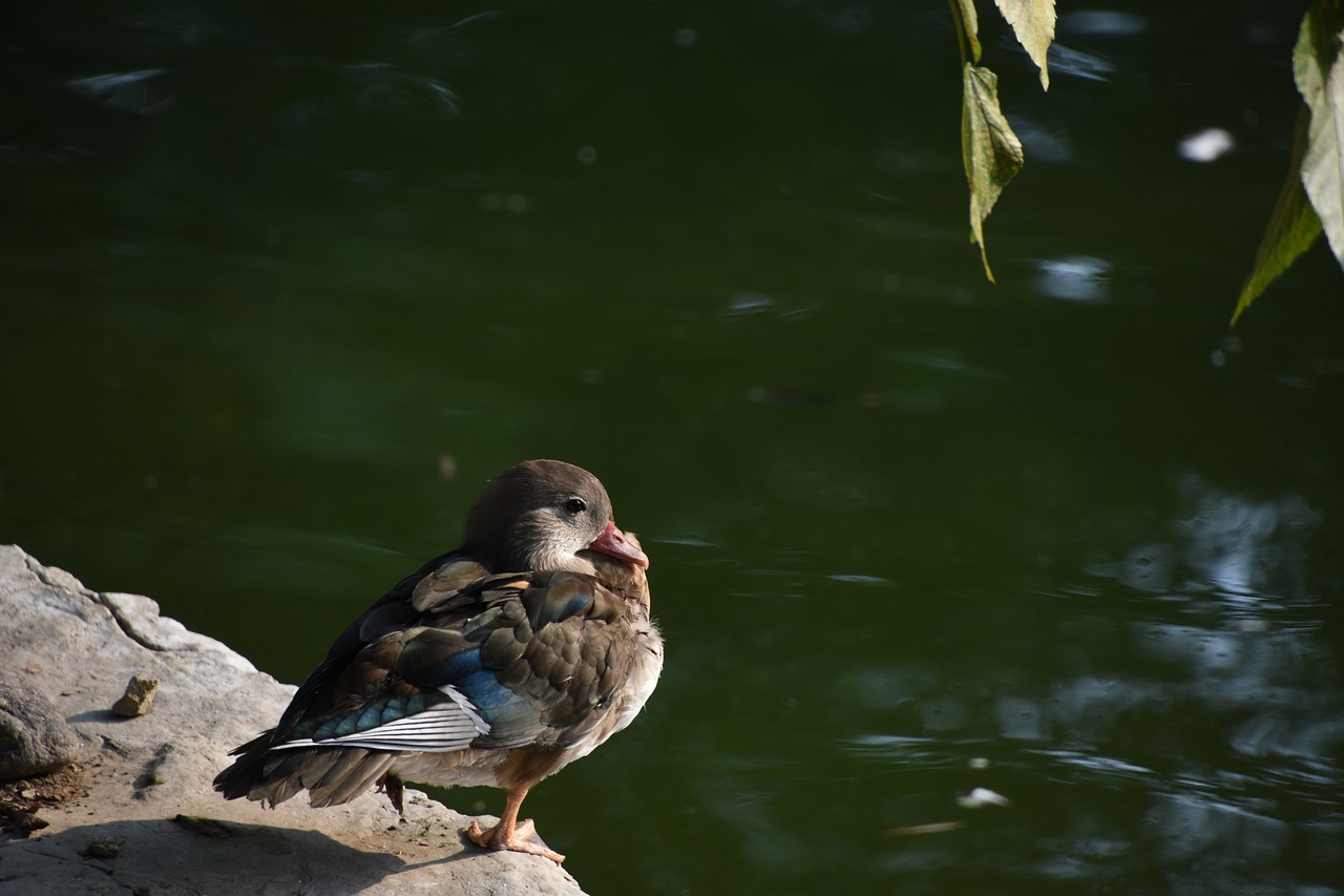 birds brazilian teal still free photo