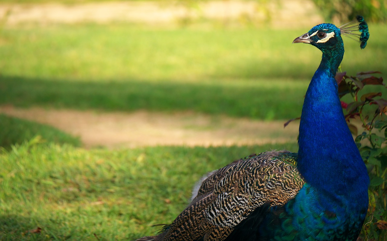 birds peacock color free photo