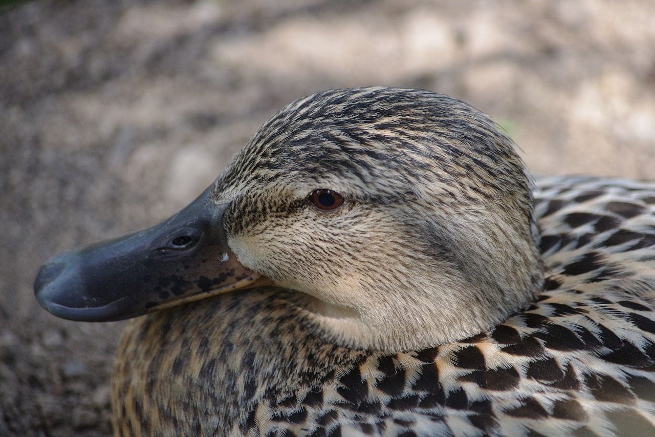 birds duck plumage free photo