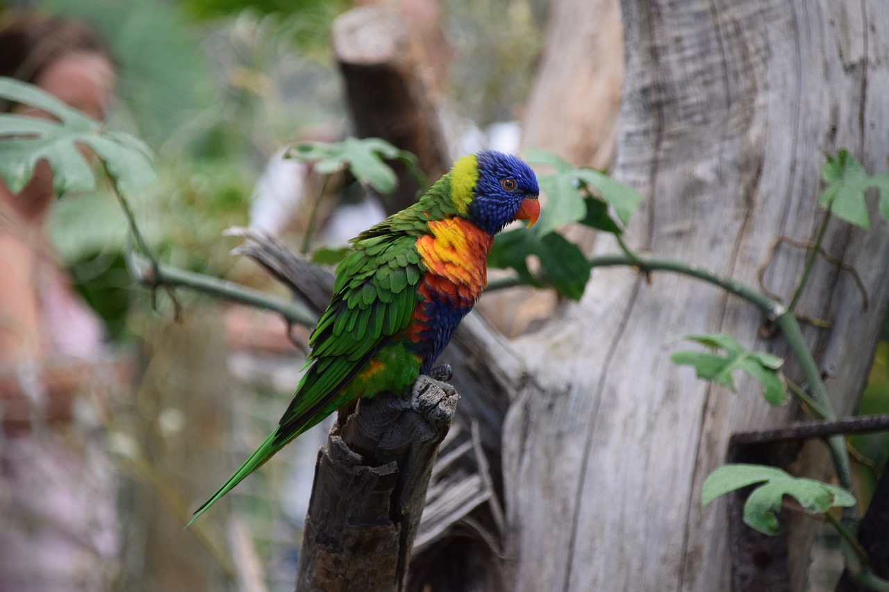 birds parrots zoo free photo