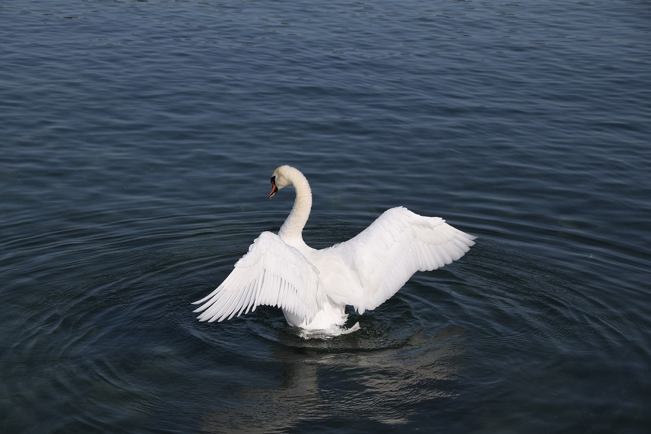 birds lake swans free photo