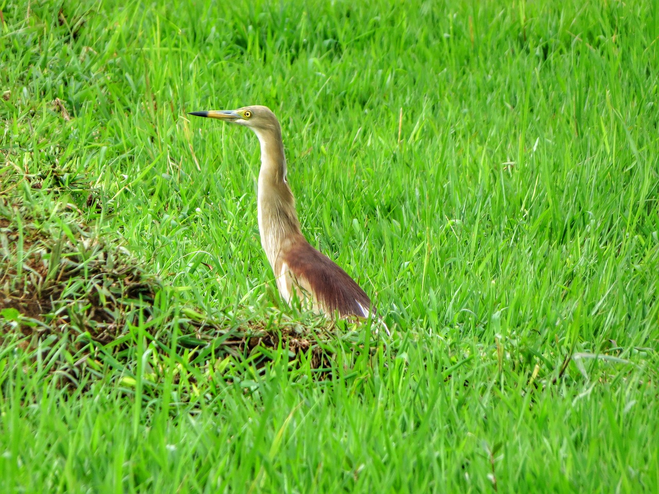 birds grey heron free photo