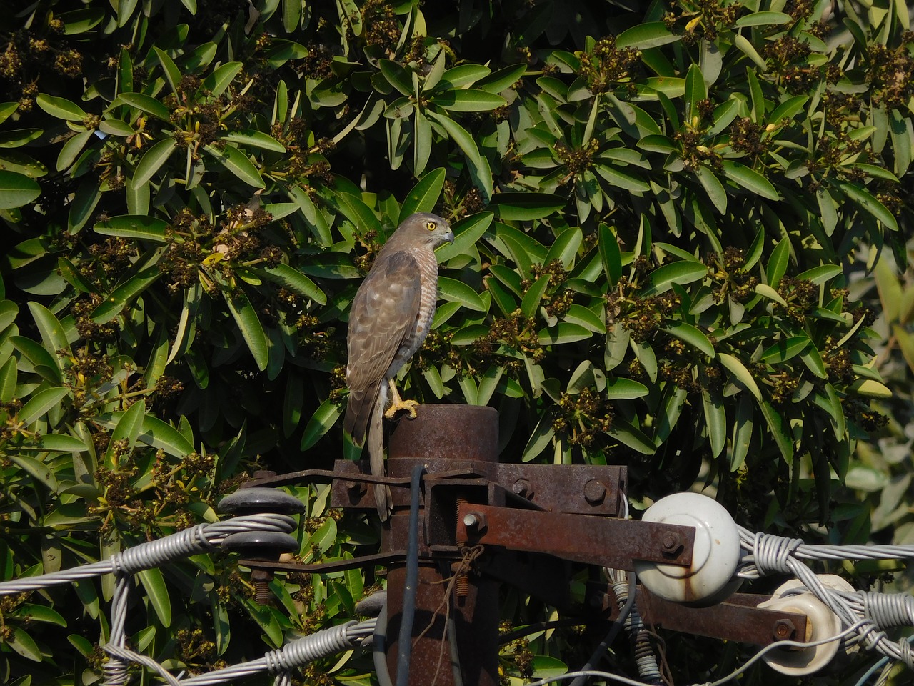 birds nature eagle free photo