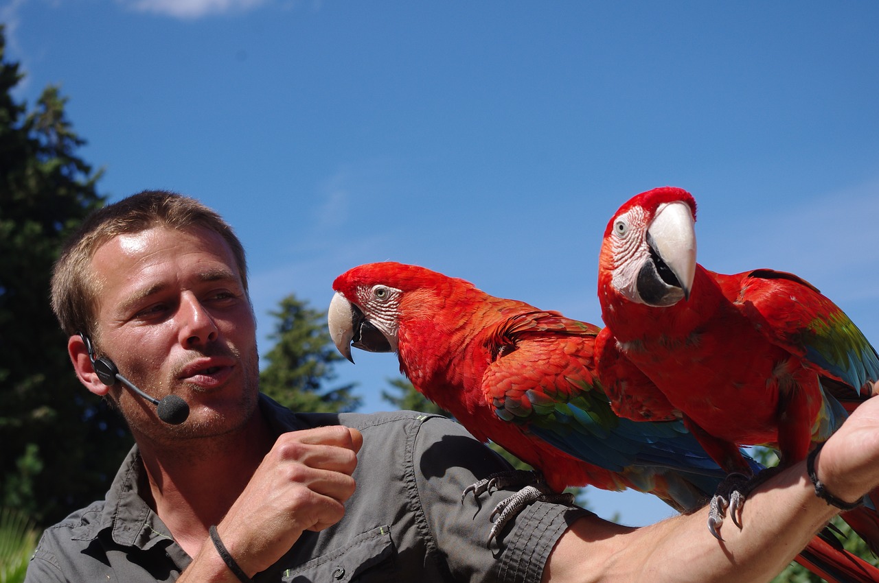 birds parks parrots free photo